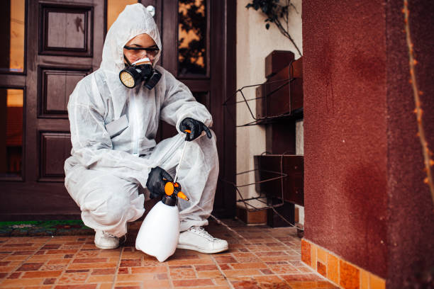 Attic and Crawl Space Rodent Treatment in Elizabethton