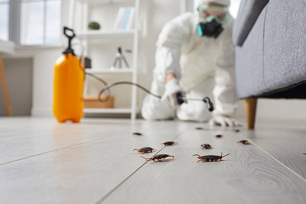 Commercial Rodent Management in Elizabethton